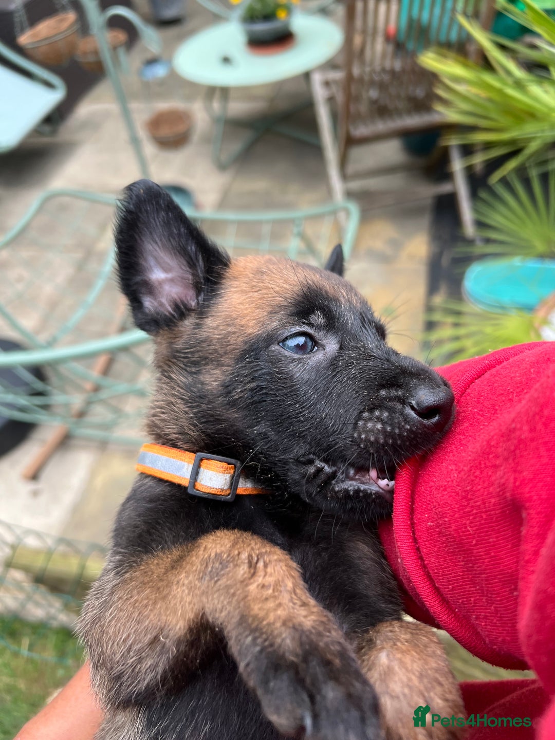 Belgian Shepherd Dog dogs for sale: 🐶Belgian Malinois Shepherd🐶 working dogs in Esher - Image 13