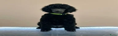 Standard Poodle Puppy 2