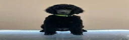 Standard Poodle dogs for sale: Shirgasei Standard Poodles - Advert 4