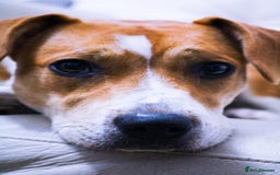 Mixed Breed dogs for sale: Molly mixed breed 17 months old  - Image 1