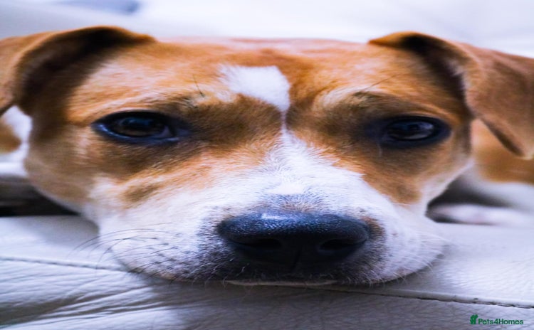 Mixed Breed dogs - Advert 1