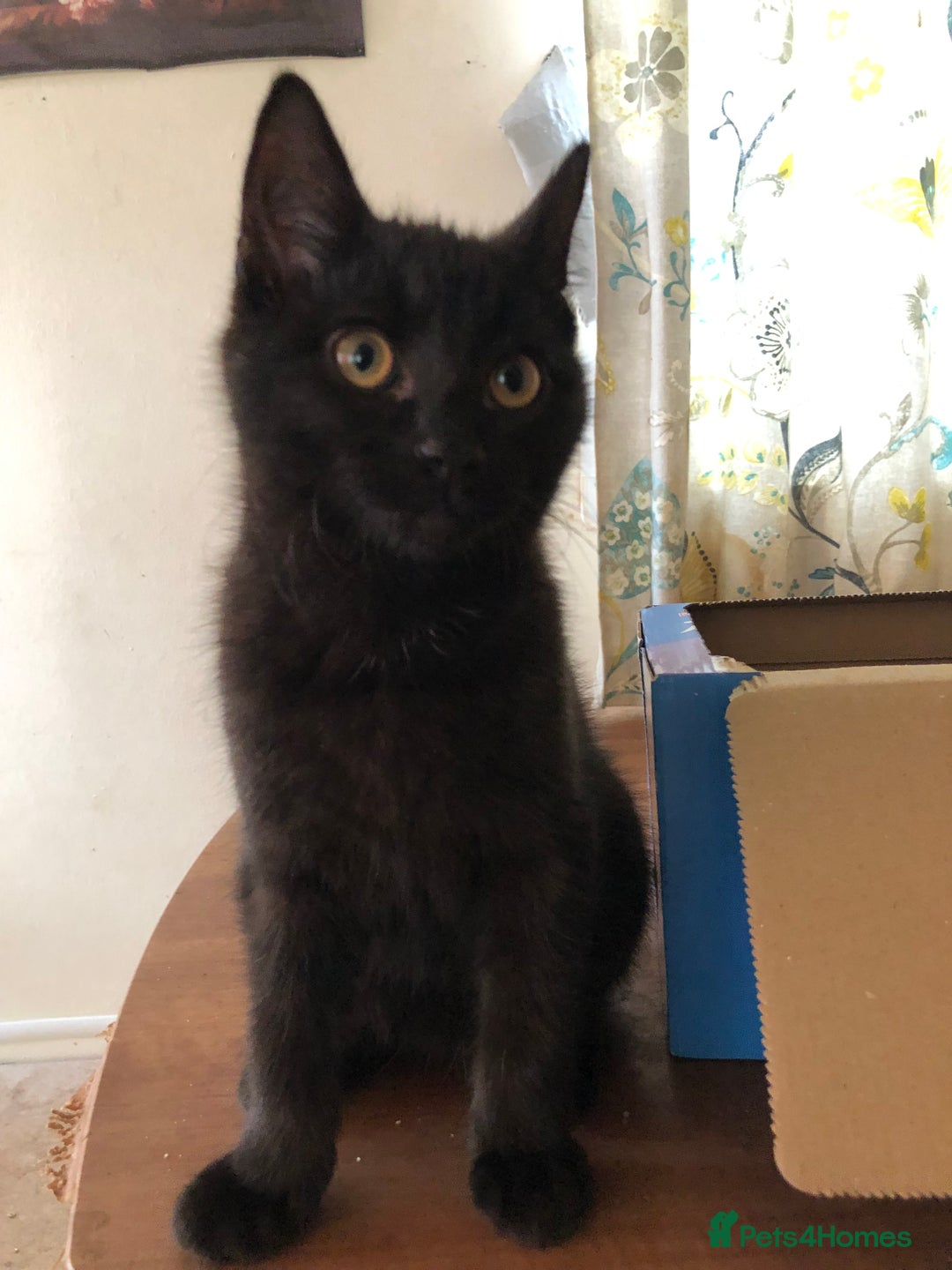 Mixed Breed cats for sale: Siamese/Maine Coon mix kittens. 2 girls, 2 boys - Advert 4