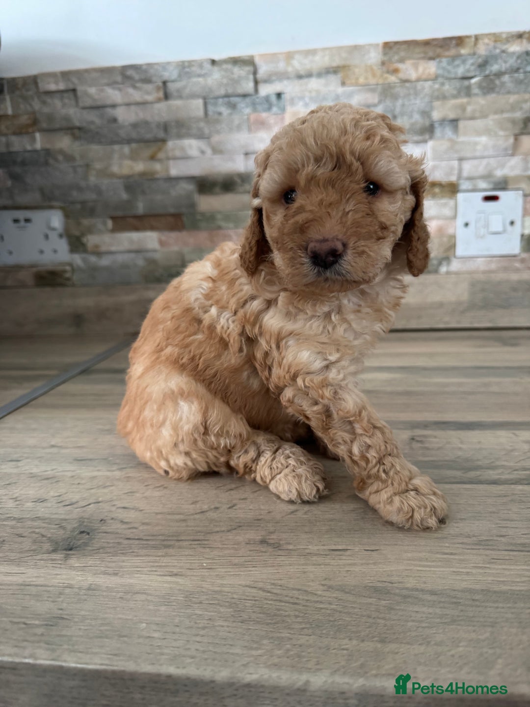 Labradoodle dogs for sale: Labradoodle puppies looking for their forever home - Image 4