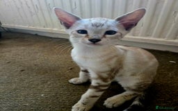 Siamese cats for sale: 3 stunning babies ready to leave now!!! - Image 6