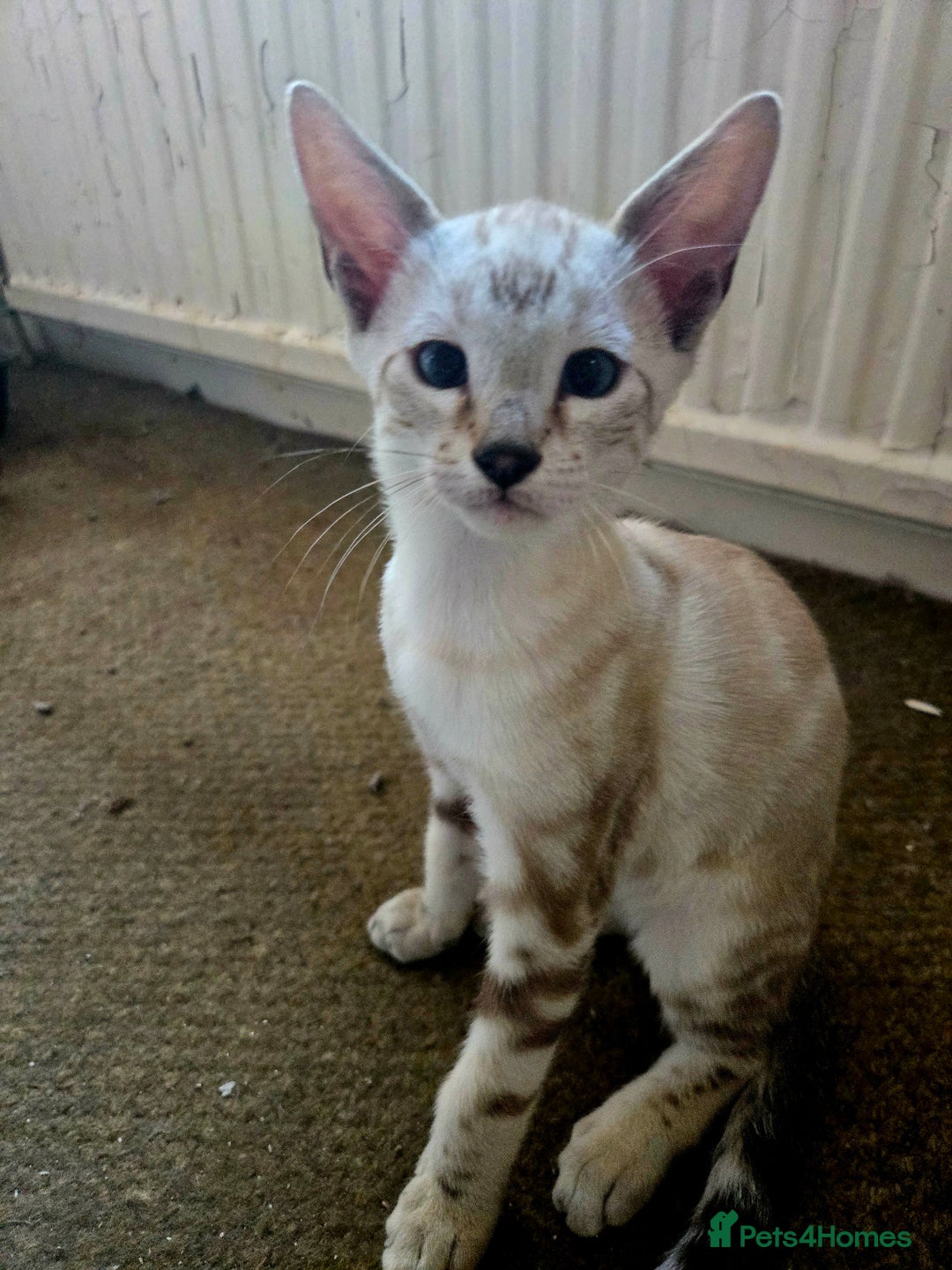 Siamese cats for sale: 3 stunning babies ready to leave now!!! - Image 6