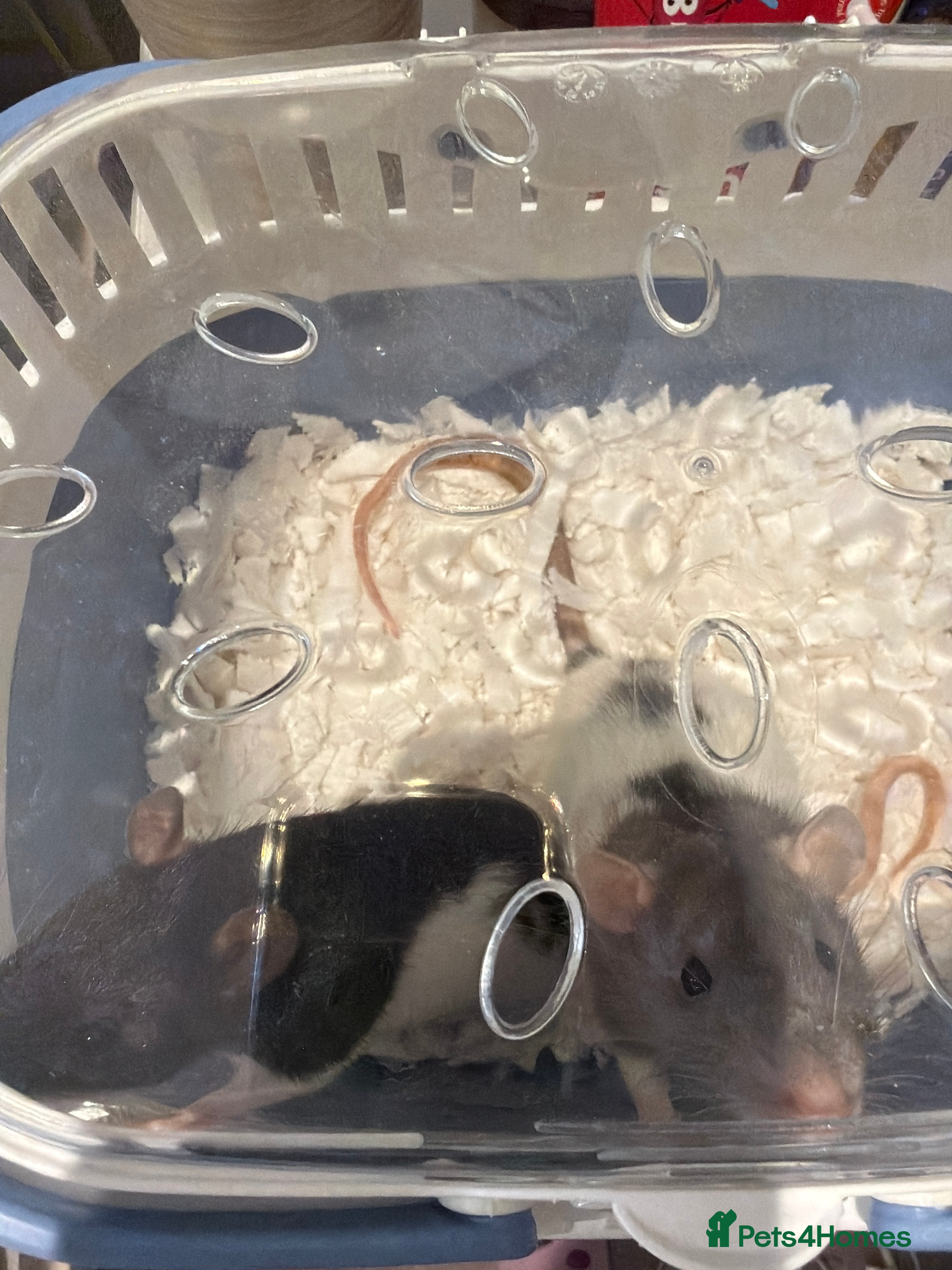 Rat rodents 2 x male Rats - Advert 3