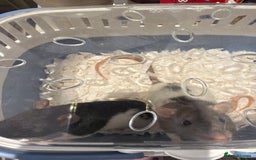 Rat rodents for sale: 2 x male Rats - Image 1