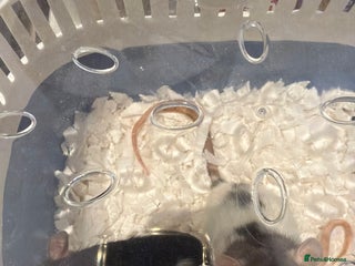 Rat rodents - Advert 2