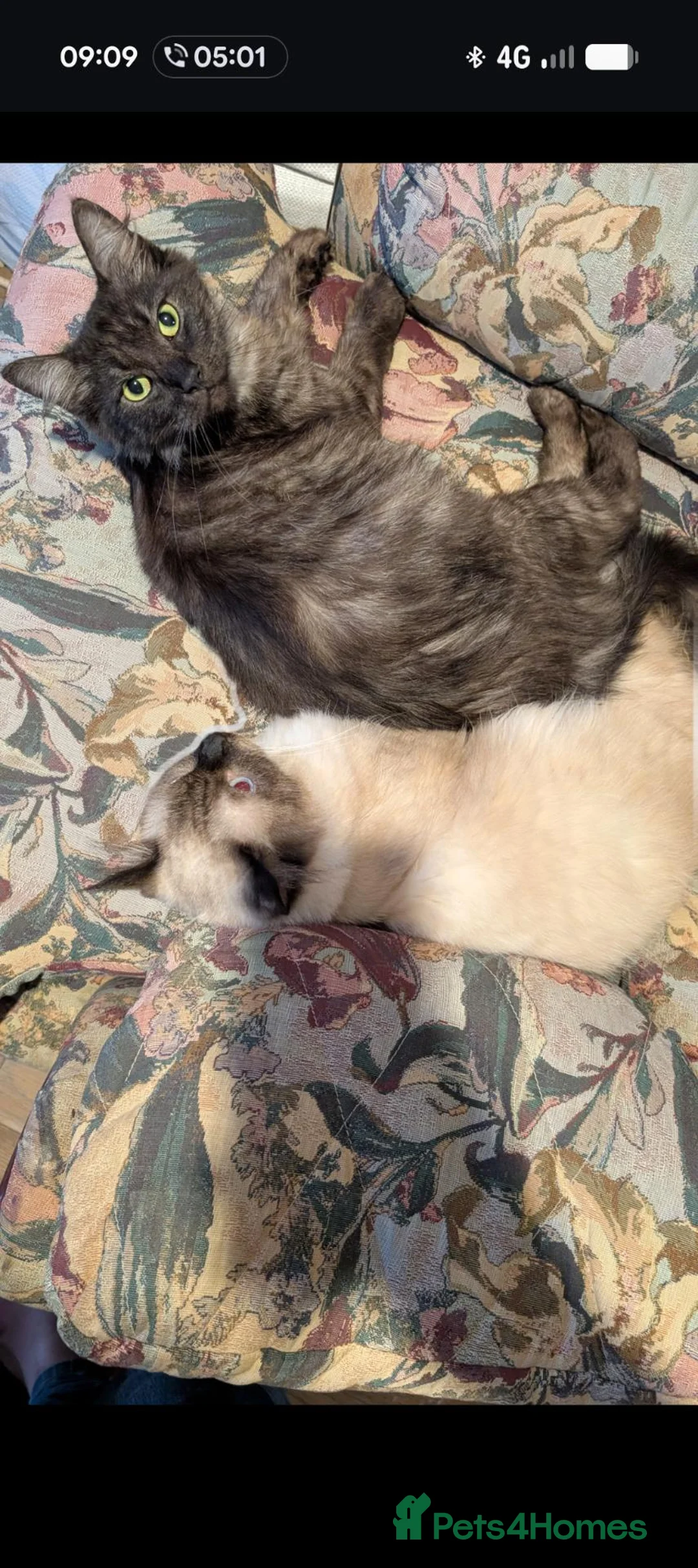 Mixed Breed cats for sale: 3 gorgeous ragdoll cross Norwegian forest cat - Advert 1