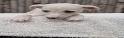 Whippet dogs for sale: Stunning whippet puppies  - Advert 10