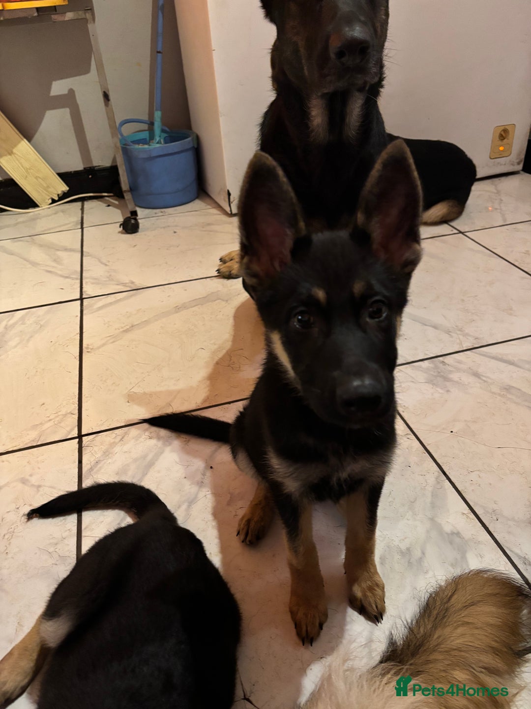 German Shepherd dogs for sale: German shepherd  - Image 4
