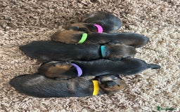 Border Terrier dogs for sale: Border terrier pups - Image 8