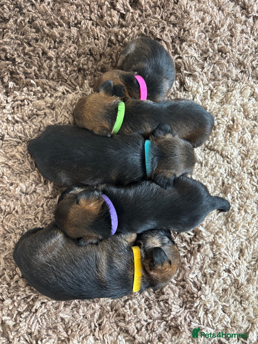 Border Terrier dogs for sale: Border terrier pups - Image 8