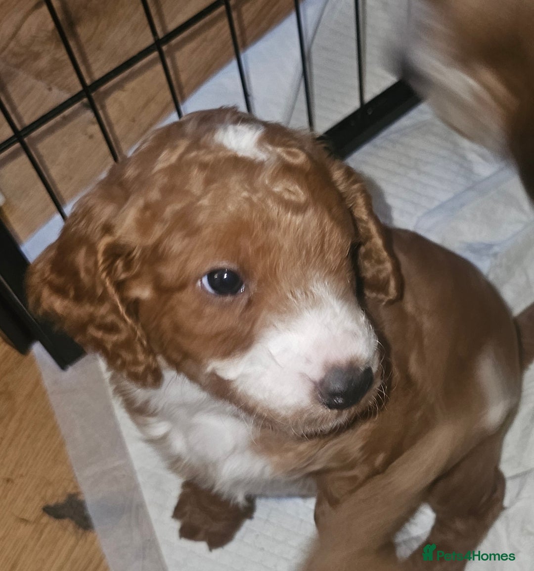 Cockapoo dogs for sale: Only two puppies left! Ready to go 9th December! - Advert 18