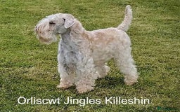 Soft Coated Wheaten Terrier dogs for sale: Beautiful Quality Soft Coated Wheaten Terriers  - Image 16