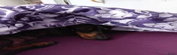 Dachshund dogs for sale: Dachshund Puppies in Redditch - Advert 13