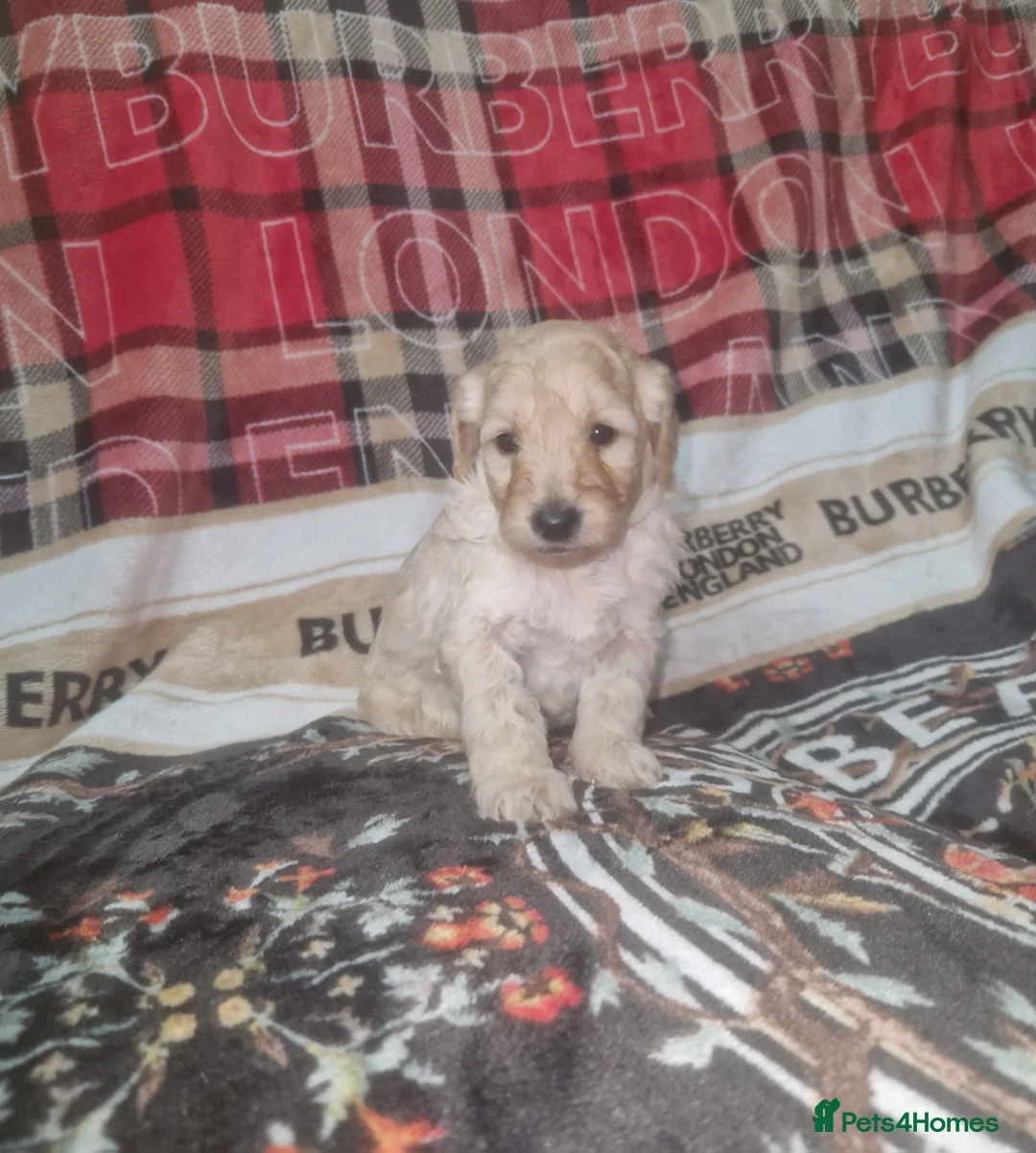 Labradoodle dogs for sale: F1b toy labradoodles - Advert 11
