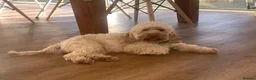 Cockapoo dogs for sale: A** Adorable Cockerpoo Puppies  - Advert 9