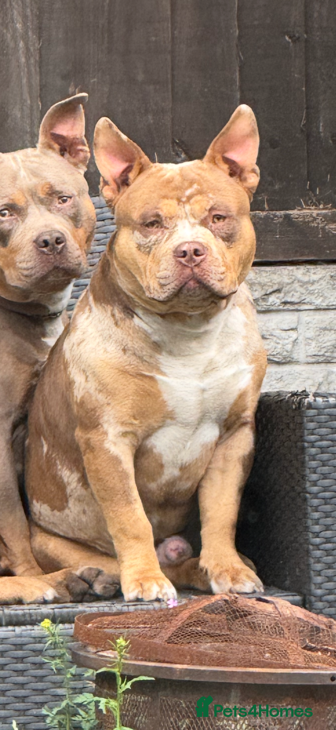 American Bully dogs for stud: ABKC pocket bully for stud   - Advert 7