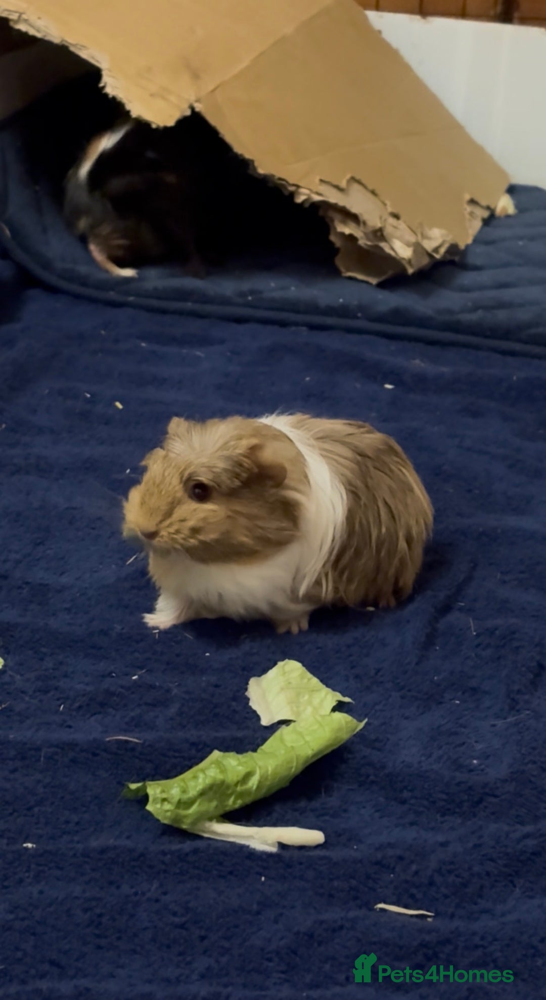 Guinea Pig rodents for sale: 2 Beautiful long haired girls  - Advert 19