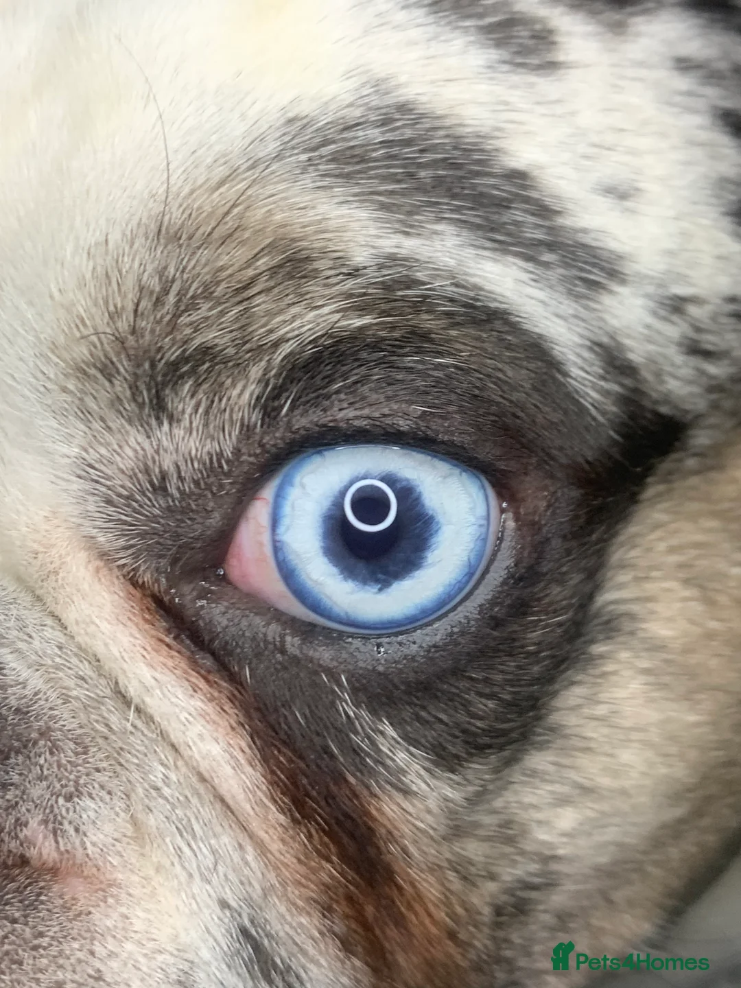 French Bulldog dogs for stud: koitastic - Advert 4