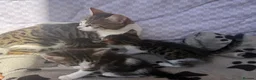 Mixed Breed cats for sale: 🐾 For Sale: 3 Unique Kittens (2 Boys & 1 Girl)  in Wokingham - Advert 4