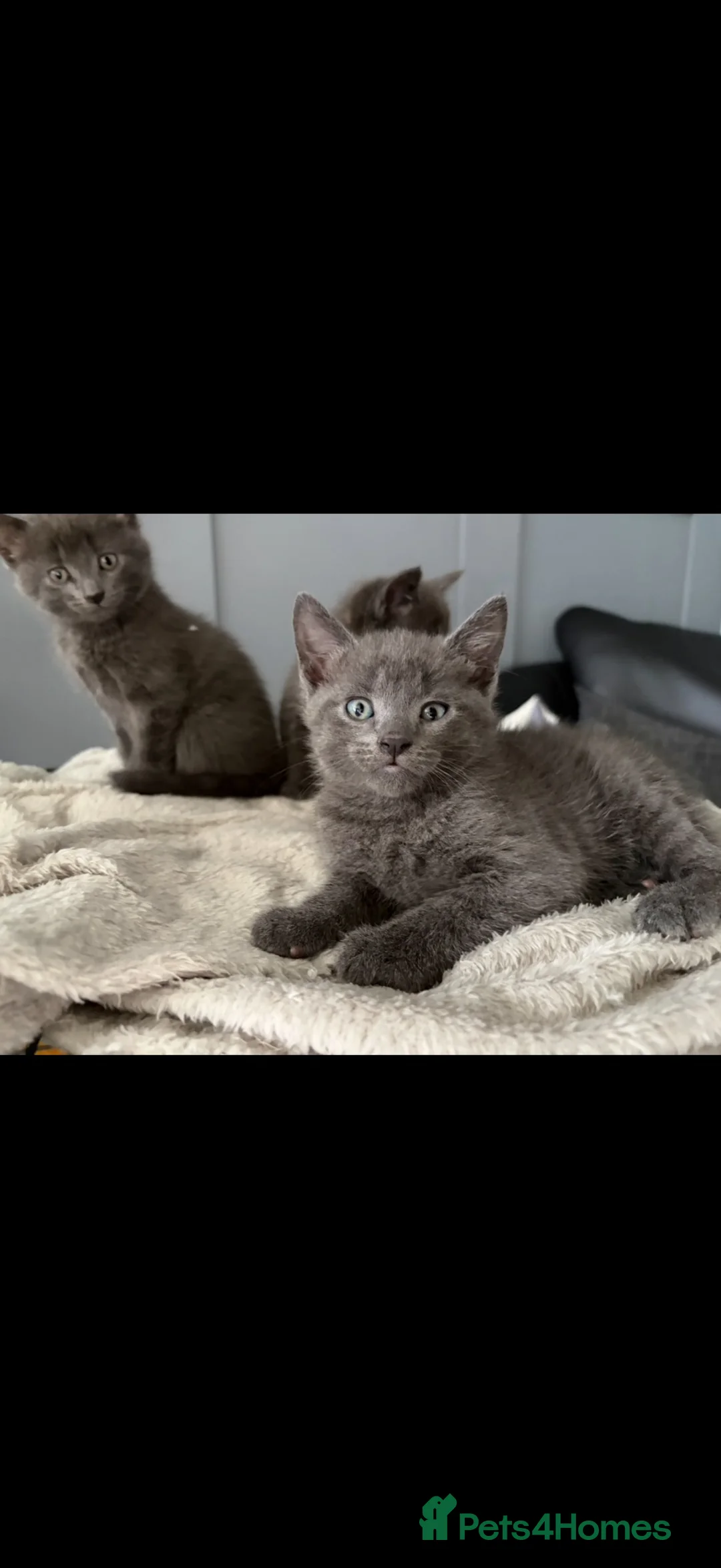 Mixed Breed cats for sale: Mixed breed kittens  - Advert 2