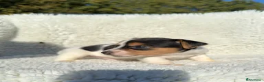 Jack Russell 2