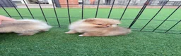 Pomeranian dogs for sale:  **  Pomeranian puppy’s ready to leave  in Liverpool - Advert 9