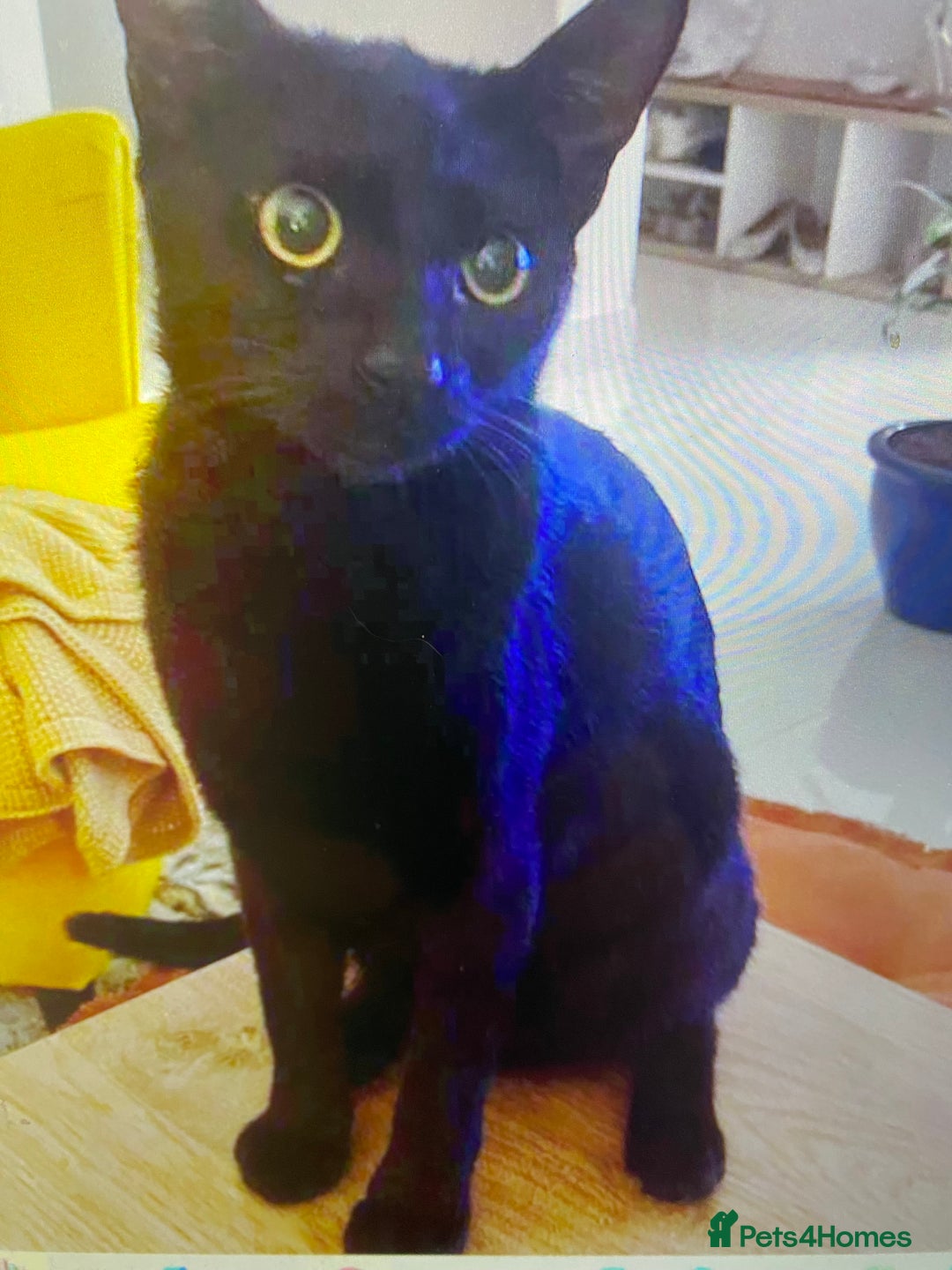 Mixed Breed cats for adoption: ALLEY -AFFECTIONATE KITTEN HAPPY WITH OTHER CAT  - Advert 7