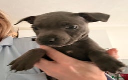 Staffordshire Bull Terrier dogs for sale: 💖🐾READY FOR THEIR NEW HOMES THIS WEEKEND🐾💖 - Image 22