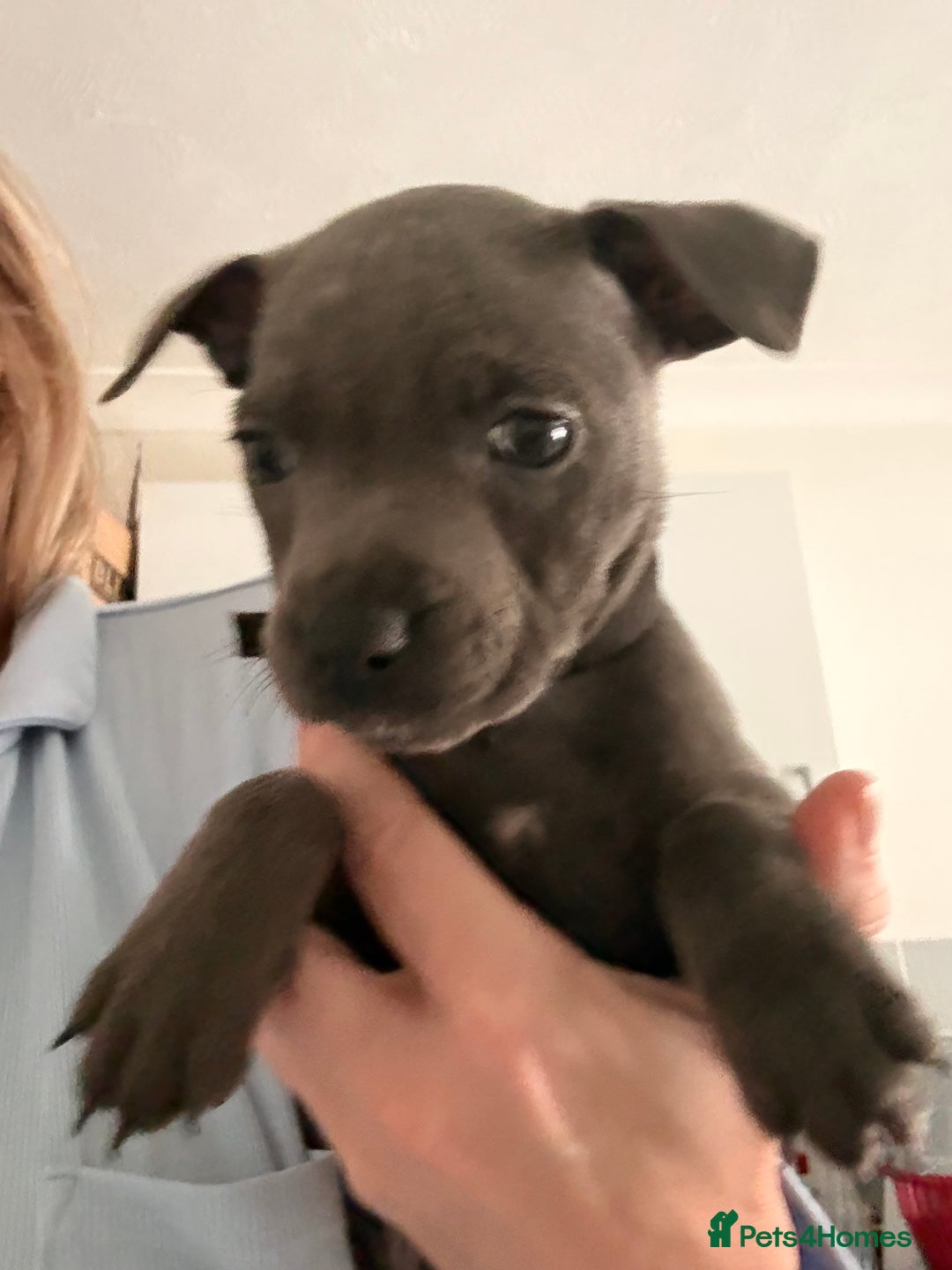 Staffordshire Bull Terrier dogs for sale: 💖🐾READY FOR THEIR NEW HOMES THIS WEEKEND🐾💖 - Image 22