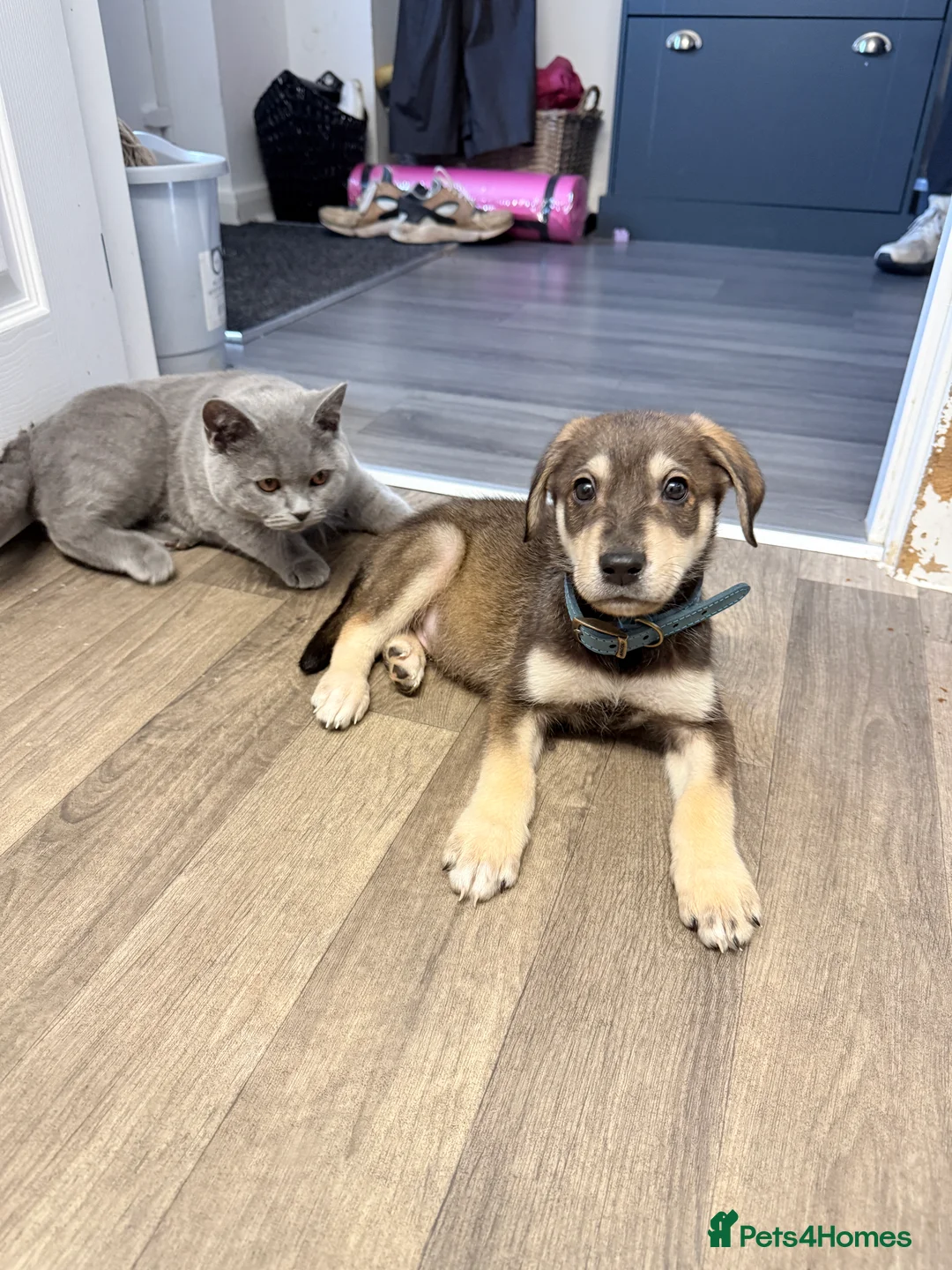 Mixed Breed dogs for sale: Lab x husky  - Advert 5