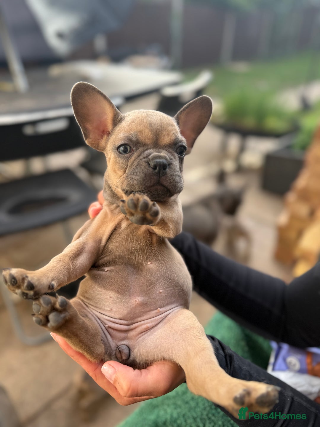 French Bulldog dogs for sale: Adorable Fresh bulldog - Image 8