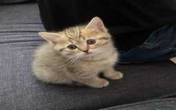 Scottish Fold cats for sale: 1 fold 2 straight Scottish darlings  - Image 4