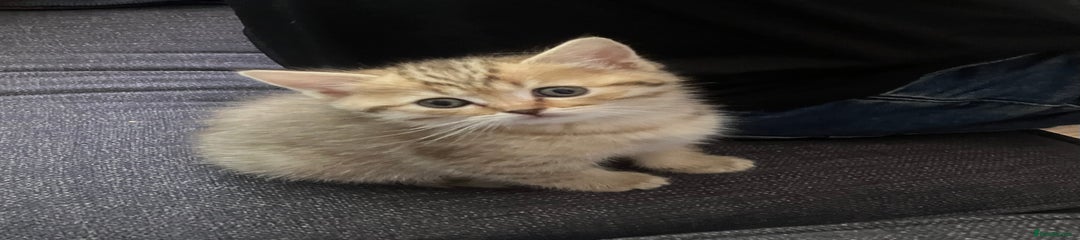 Scottish Fold Kitten 4