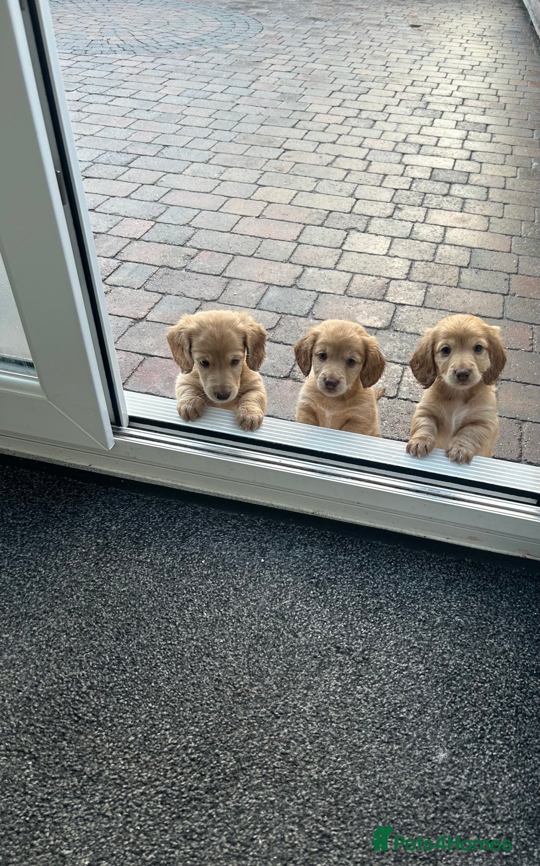 Miniature Dachshund dogs for sale: Miniature long hair English cream dachshunds  - Advert 10