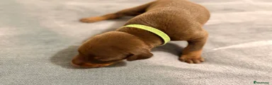 Green Collar