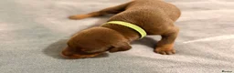 Dobermann dogs for sale: KC Registered Dobermans | 91 Champions in Parents - Advert 5