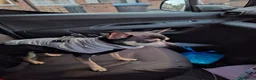 Chihuahua dogs for sale: Chihuahua for adoption in Harlow - Advert 6