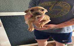 Mixed Breed dogs for sale: French Bull Jacks  (2 x boys 1 x girl) - Image 7