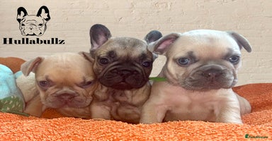 French Bulldog dogs - Advert 9