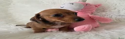 Miniature Dachshund dogs for sale: Gorgeous Mini daxi puppies  - Advert 16