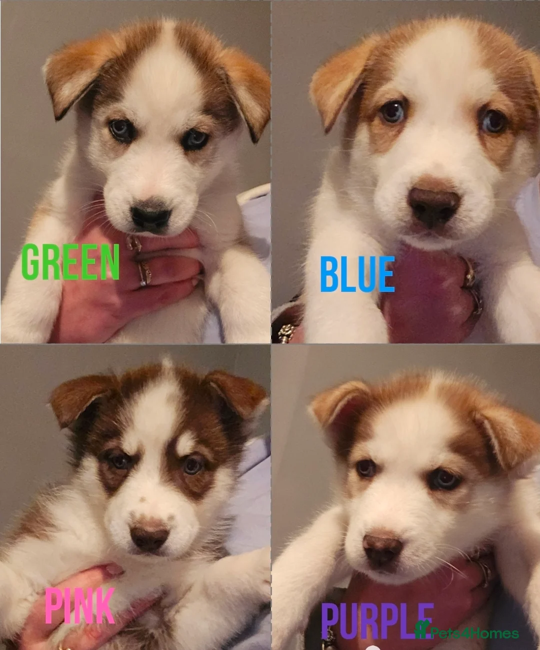 Siberian Husky dogs for sale: Husky puppies  - Advert 3