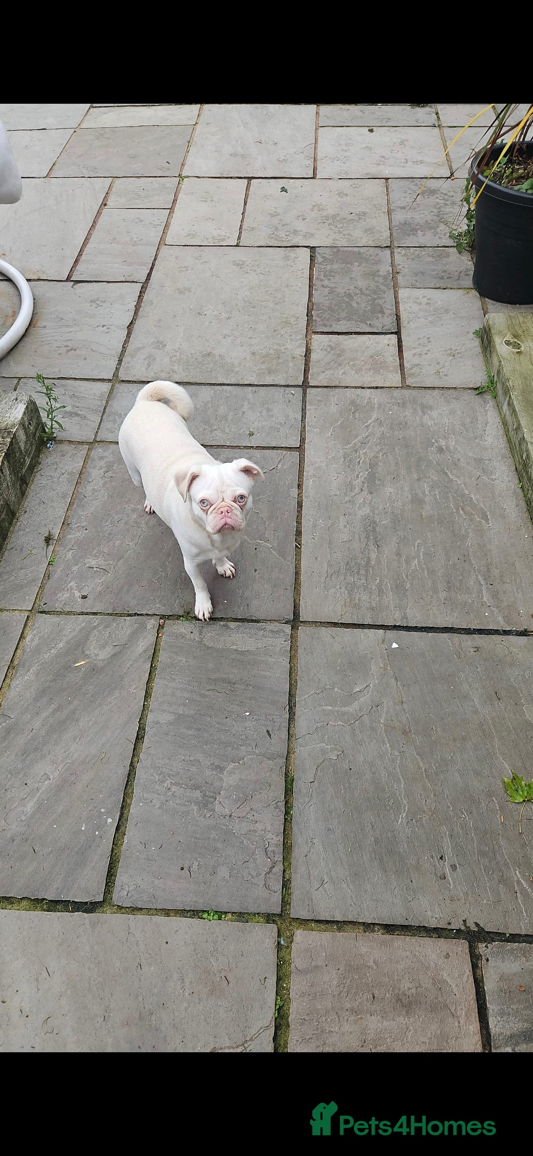 Pug dogs for sale: Pug looking for new home  - Advert 2