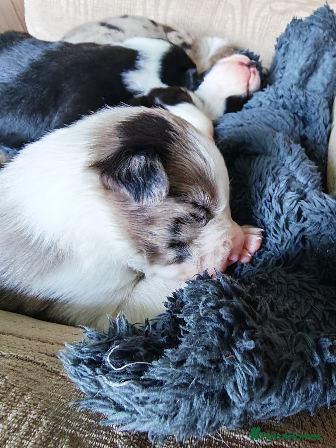 Border Collie dogs for sale: KC registered border collie puppies  - Advert 18