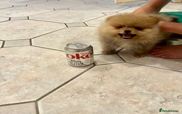 Pomeranian dogs for sale: Pomeranian show quality boy - Image 5