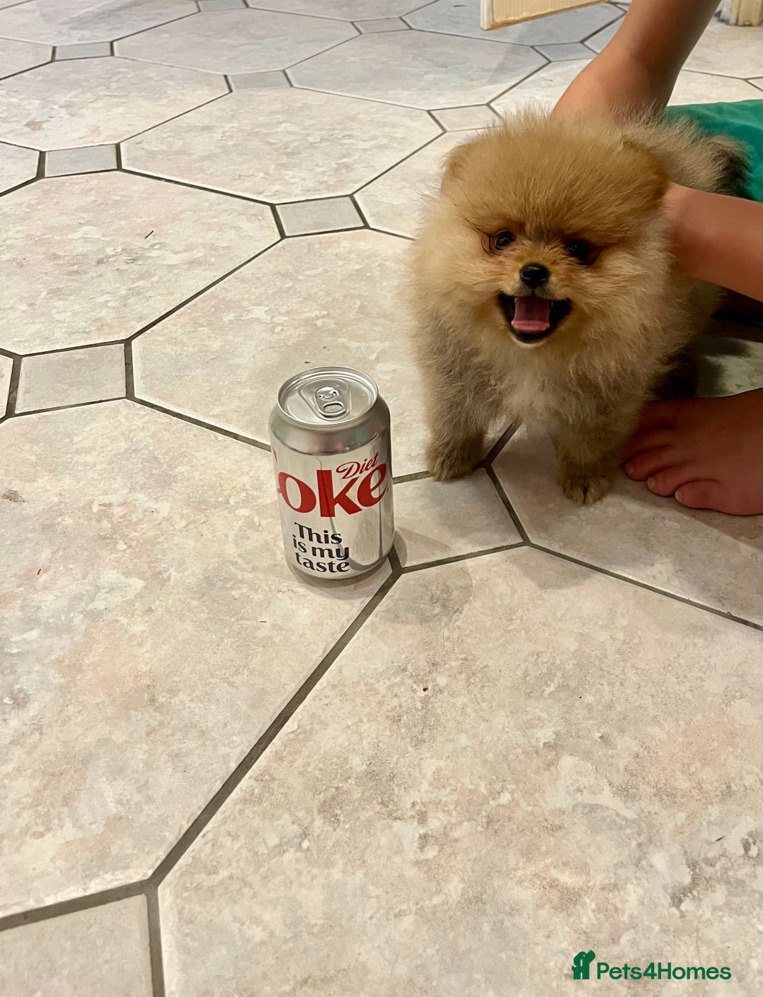 Pomeranian dogs for sale: Pomeranian show quality boy - Image 5