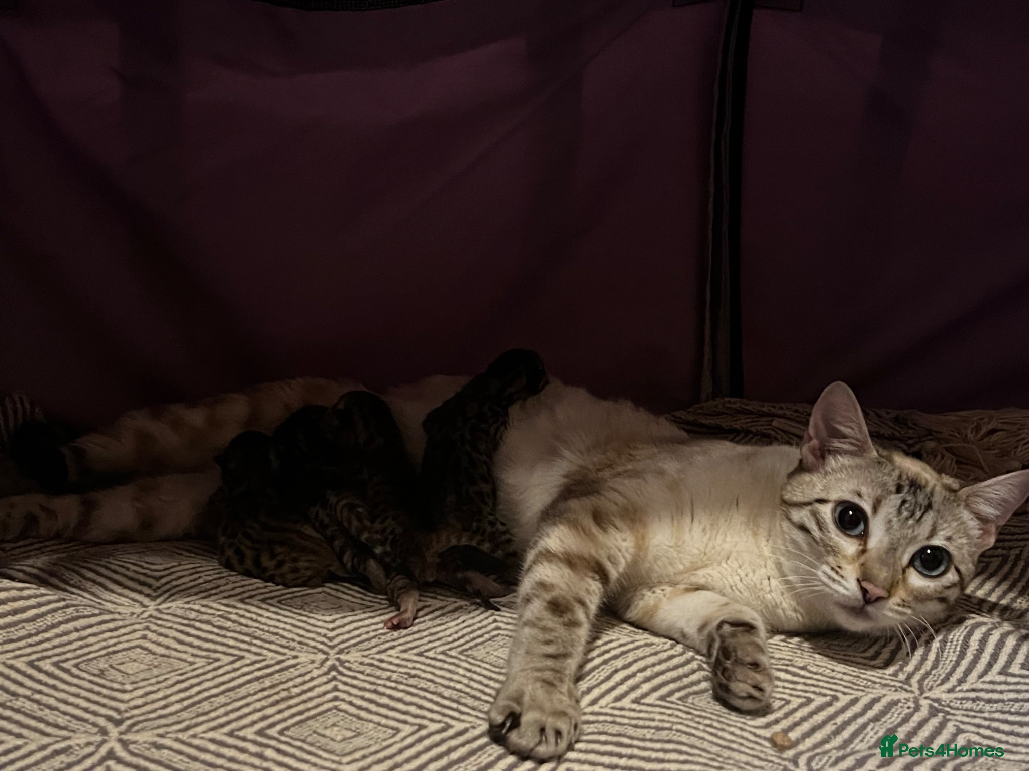 Bengal cats TICA registered bengal kittens  - Advert 1