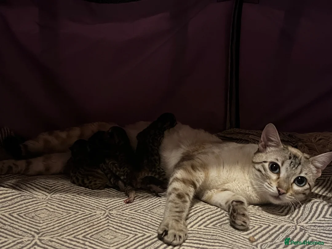 Bengal cats for sale: TICA registered bengal kittens  - Advert 1